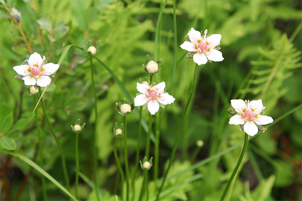 Hemlock in folk medicine