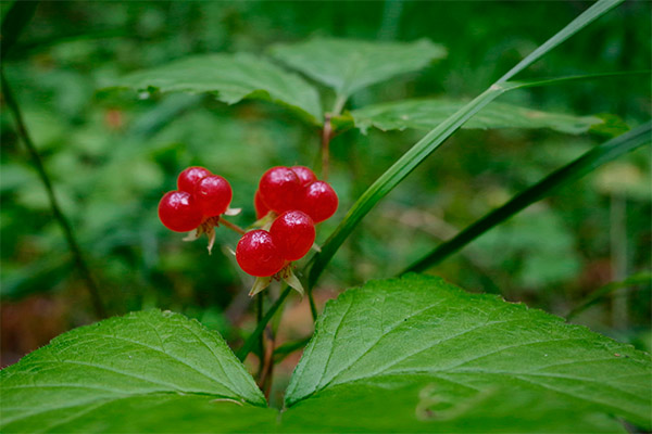 Mida saab bramble'ist valmistada