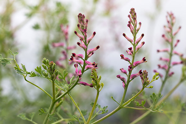 Meliotas liaudies medicinoje