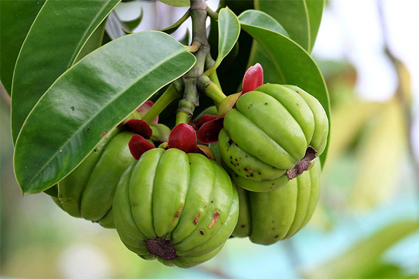 Γεγονότα για Garcinia Fruit