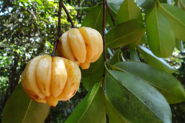 Garcinia