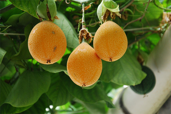 Interesting facts about granadilla