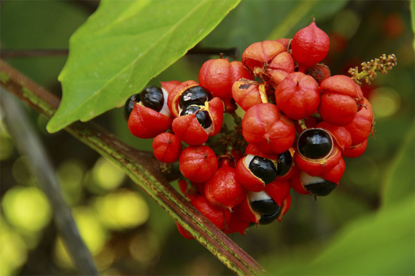 Guarana fapte