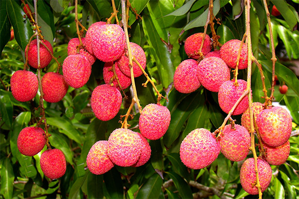 Fapte interesante despre Litchi