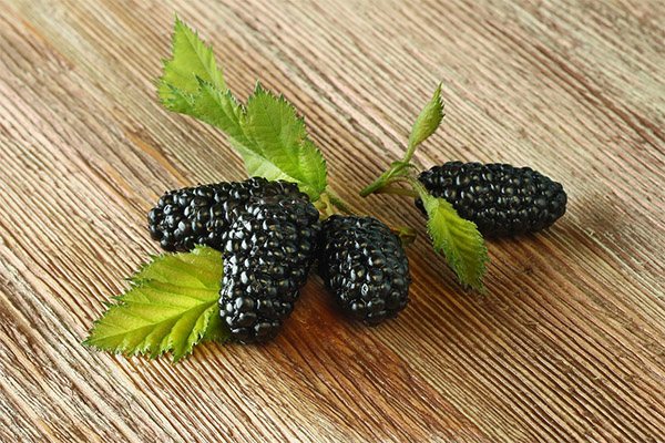 Interesting facts about mulberry