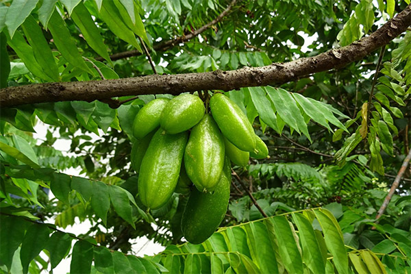 Interesting facts about bilimbi