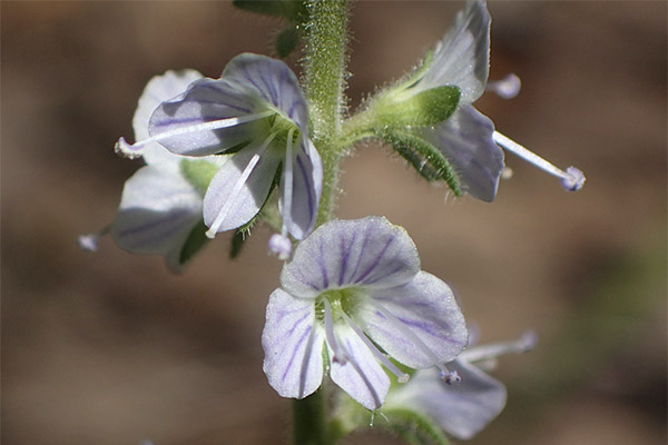 The use of Veronica in veterinary medicine