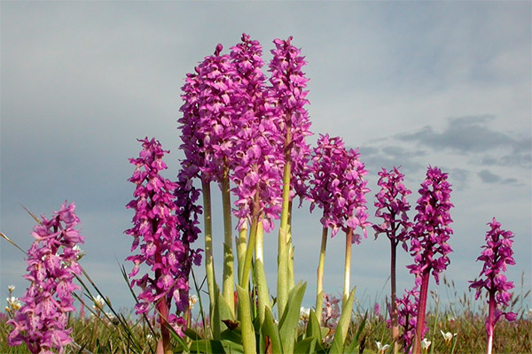 Jatrychnuts in folk medicine