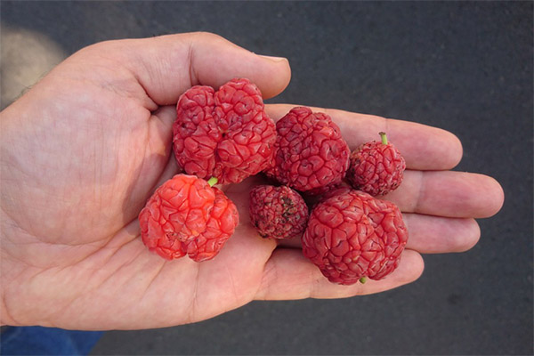 How to eat strawberry tree fruit properly