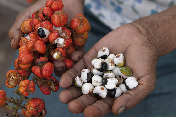 How to Take Guarana