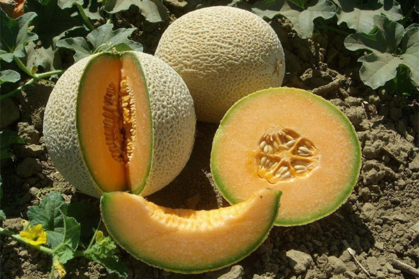 How to grow cantaloupe