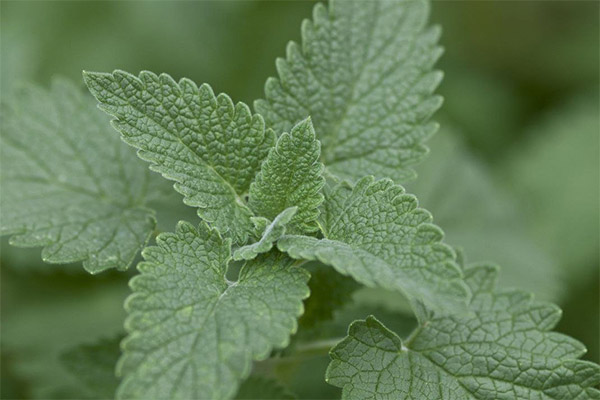 How to grow catnip from seeds