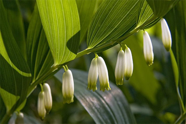 How to grow grow a broom