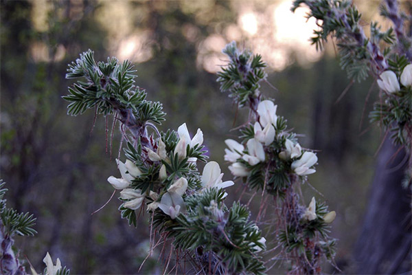 Manegana mane in folk medicine