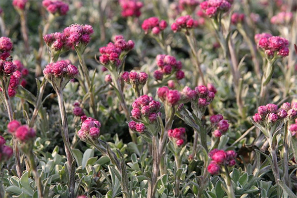 Cat's paw in folk medicine