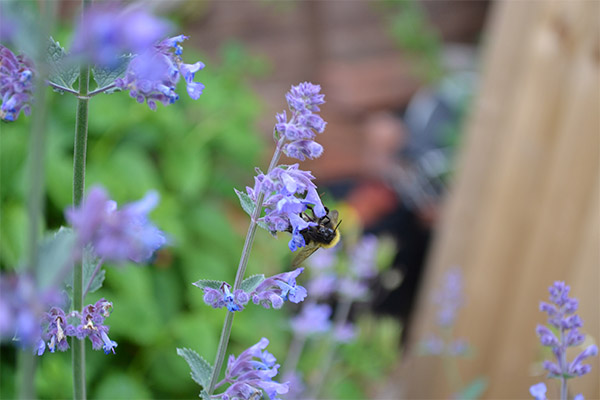 Catnip in folk medicine