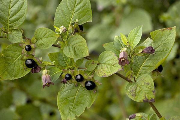 Red mottle in folk medicine