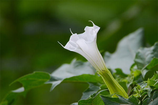 Θεραπευτικές ιδιότητες του datura