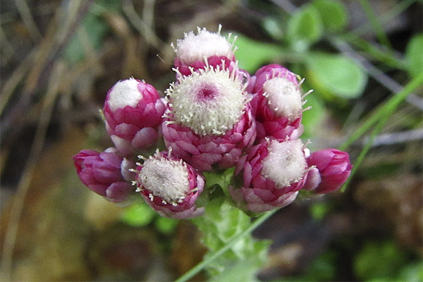 Therapeutic properties of the cat's paw