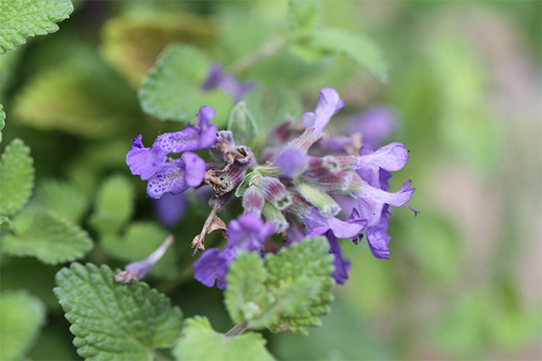 Healing properties of catnip