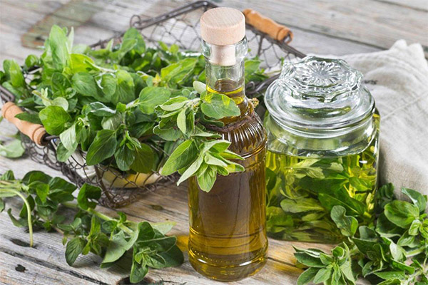 Marjoram Oil