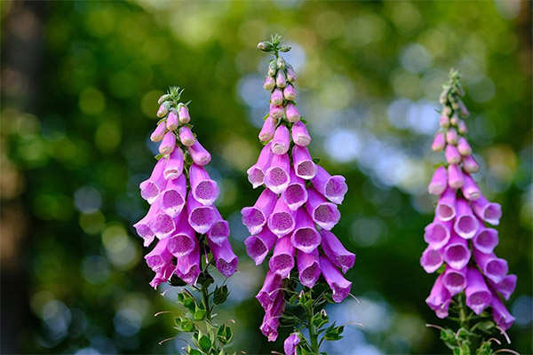 Foxglove in folk medicine