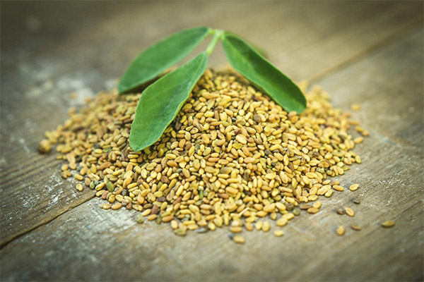 Fenugreek in cosmetology