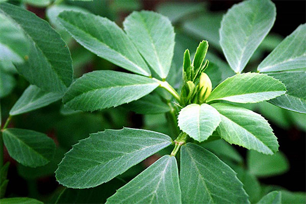 Fenugreek in medicine