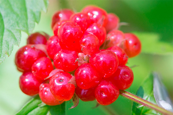 Naudingos bramble savybės