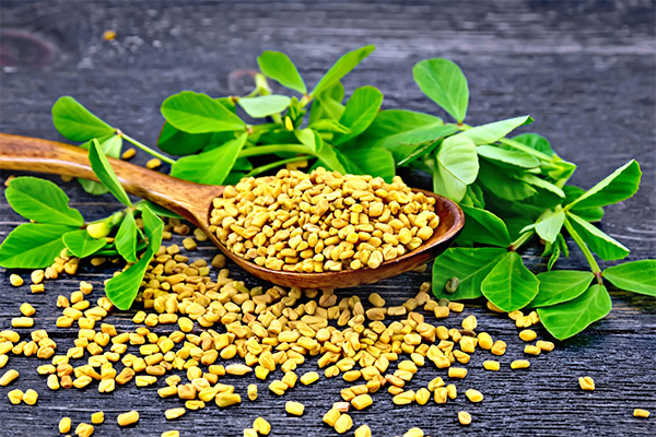 Useful properties of fenugreek