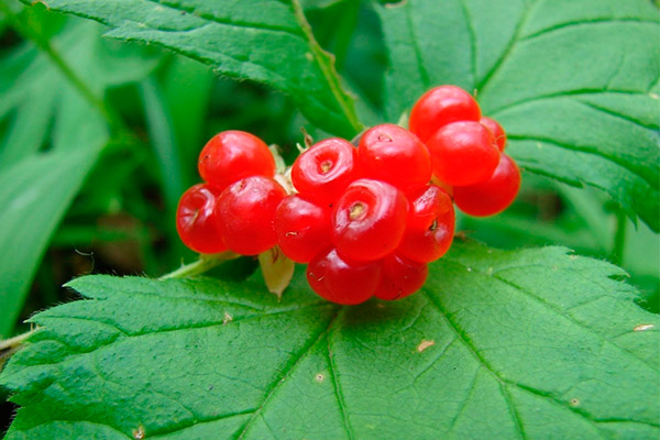 Bramble'i kasu ja kahjulikkus