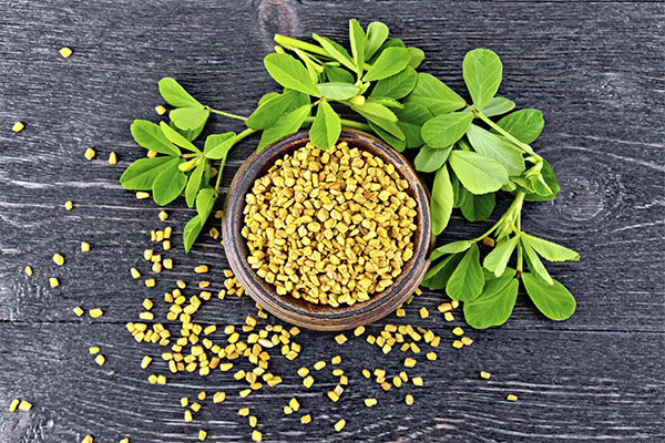 Fenugreek Benefits and Harm