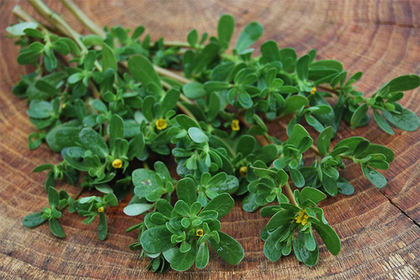 Polygonum Opuncia