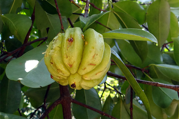 Garcinia application in folk medicine