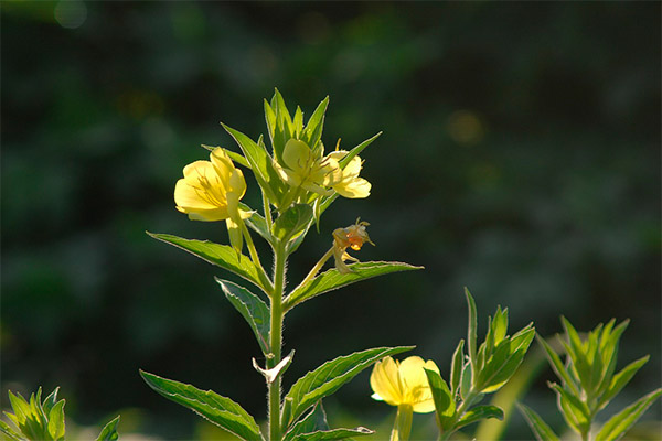 Evening primrose în medicina populară