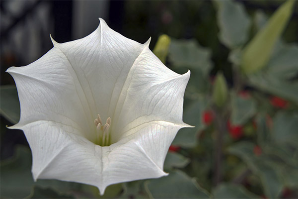 Αντενδείξεις για τη χρήση του datura