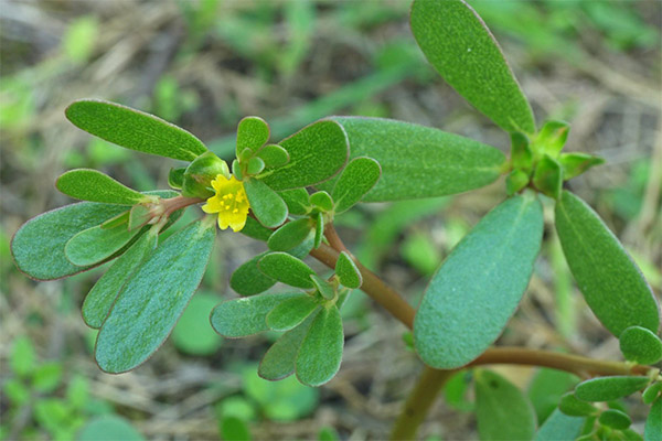 Αντενδείξεις για τη χρήση του purslane