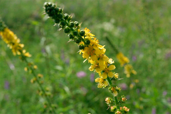 Burdock in folk medicine