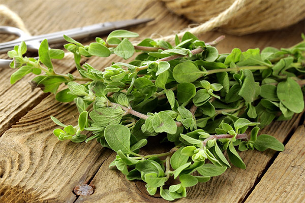 Marjoram harvesting and storage