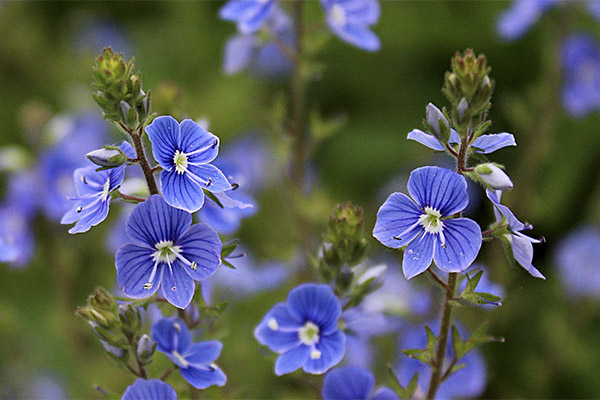 Veronica herbal in folk medicine