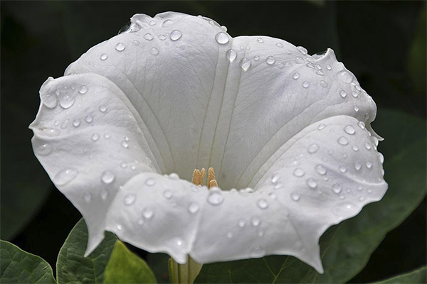 Kinds of medicinal compositions with datura