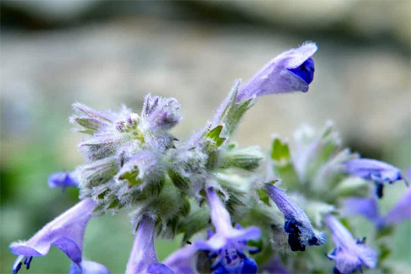 Healing compositions with catnip