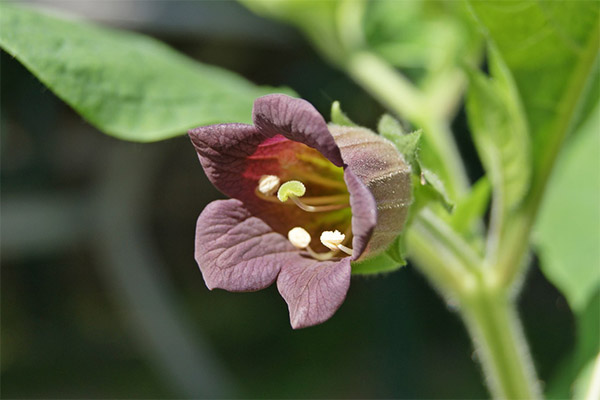 Kinds of medicinal compositions with nettle