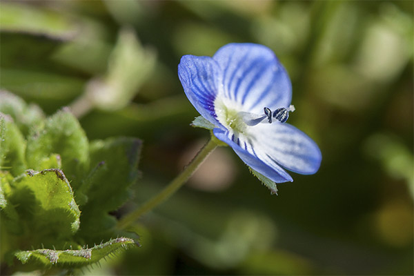 Kinds of medicinal compositions with veronica