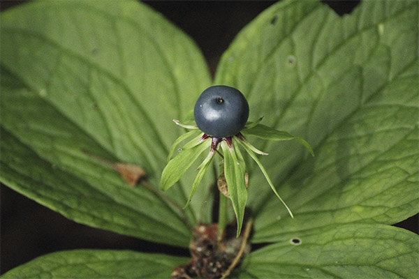 Kinds of medicinal compositions with raven's eye