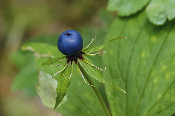 Crow's eye in folk medicine