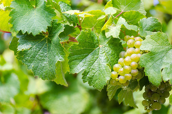 What is the usefulness of grape leaves