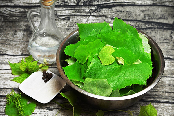 How to marinate grape leaves