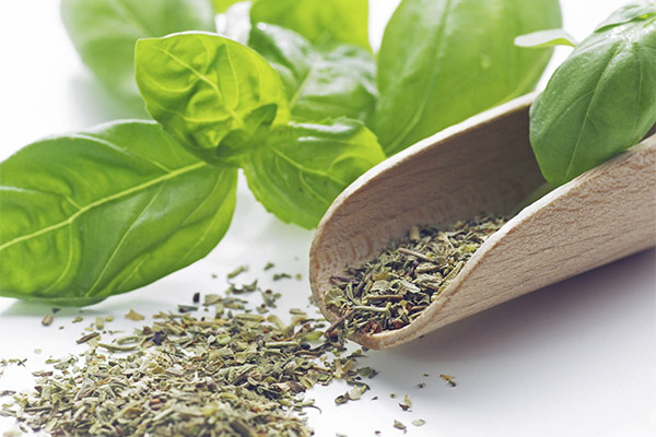 How to Dry Basil