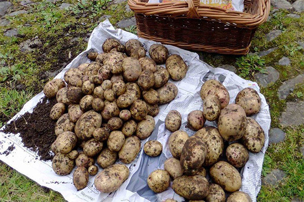 Kaip džiovinti iškastas bulves